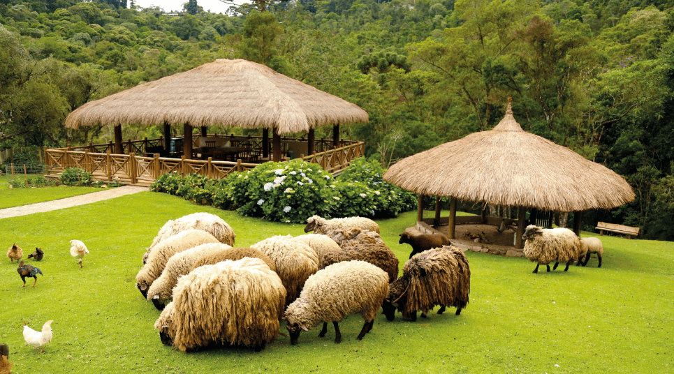 Animais na Fazendinha Hotel Toriba