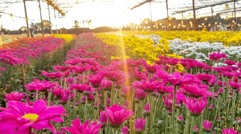 Campo de flores em Holambra Holambra é um destino para viajar a dois em São Paulo